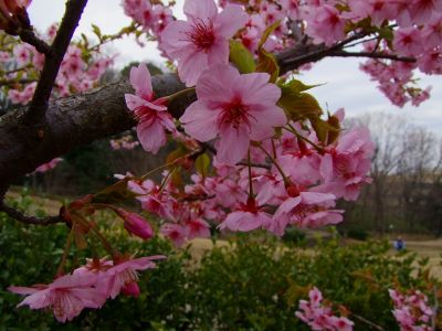 茅ヶ崎公園（河津ざくら）
