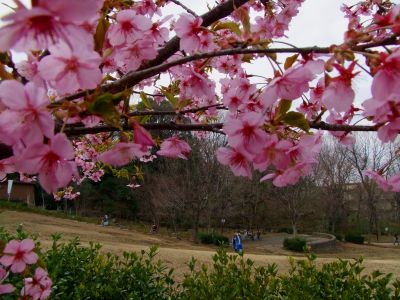 茅ヶ崎公園（河津ざくら）

