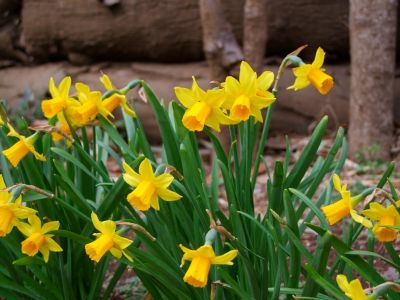 茅ヶ崎公園（水仙）

