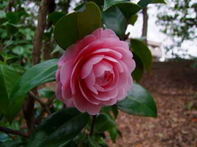 茅ヶ崎公園（乙女椿）
