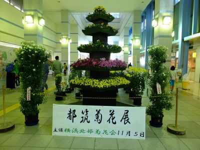 都筑菊花展（センター南駅1階）
