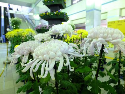 都筑菊花展（センター南駅1階）
