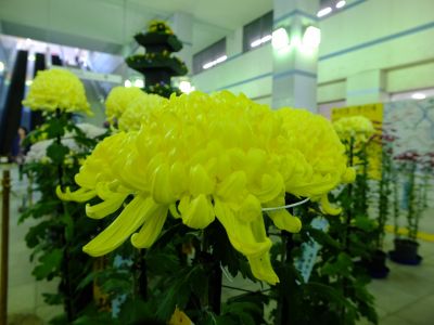 都筑菊花展（センター南駅1階）

