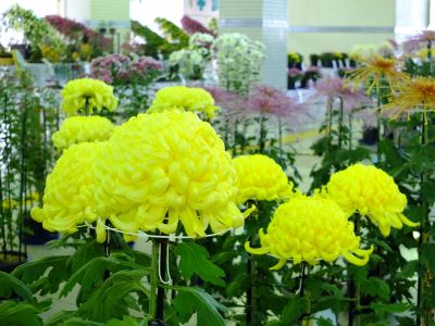 都筑菊花展（センター南駅1階）
