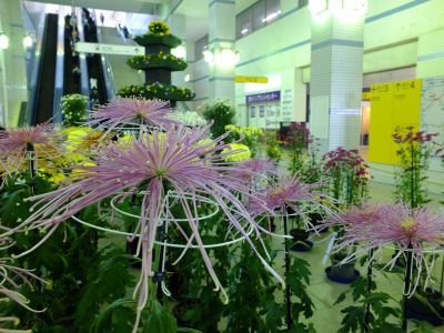 都筑菊花展（センター南駅1階）
