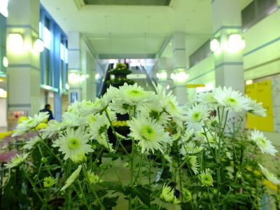 都筑菊花展（センター南駅1階）
