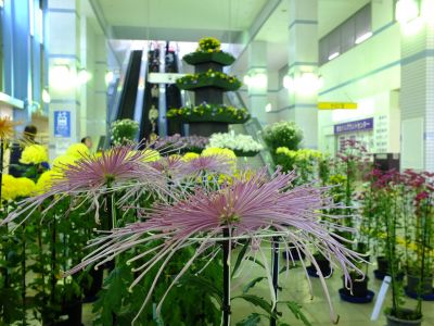 都筑菊花展（センター南駅1階）
