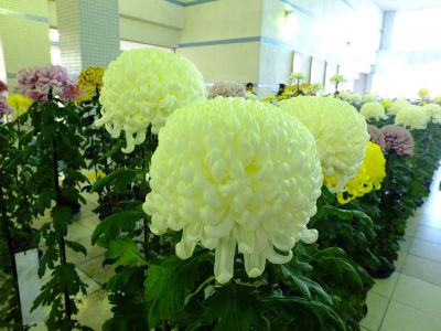 都筑菊花展（センター南駅1階）
