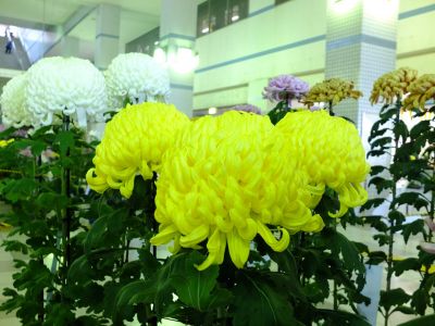 都筑菊花展（センター南駅1階）
