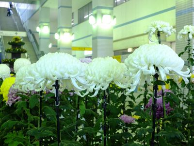 都筑菊花展（センター南駅1階）
