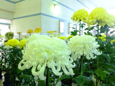 都筑菊花展（センター南駅1階）
