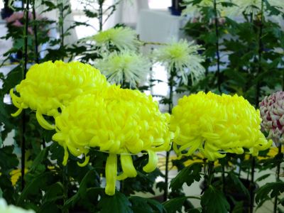 都筑菊花展（センター南駅1階）
