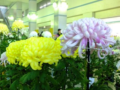 都筑菊花展（センター南駅1階）
