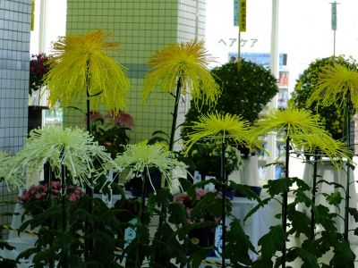 都筑菊花展（センター南駅1階）
