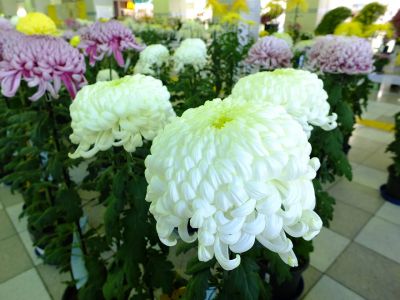都筑菊花展（センター南駅1階）
