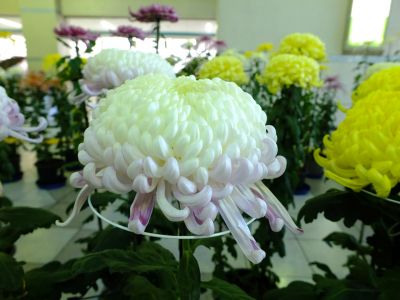 都筑菊花展（センター南駅1階）
