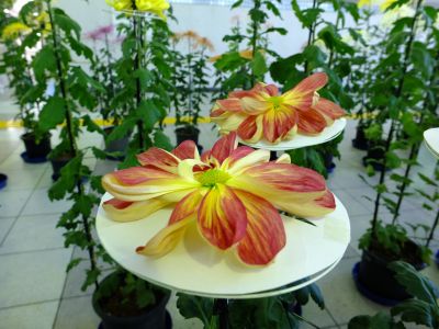 都筑菊花展（センター南駅1階）
