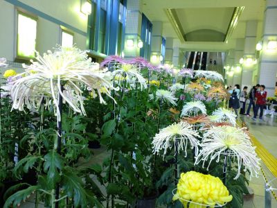 都筑菊花展（センター南駅1階）
