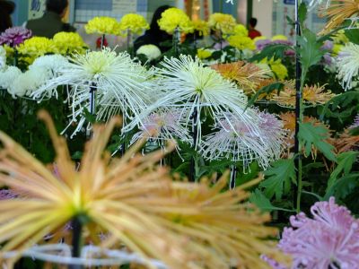 都筑菊花展（センター南駅1階）
