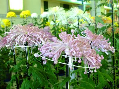 都筑菊花展（センター南駅1階）
