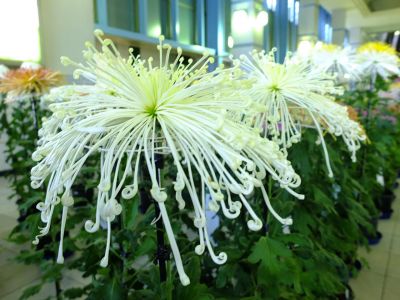 都筑菊花展（センター南駅1階）
