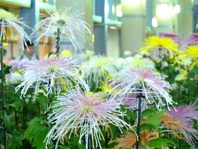都筑菊花展（センター南駅1階）
