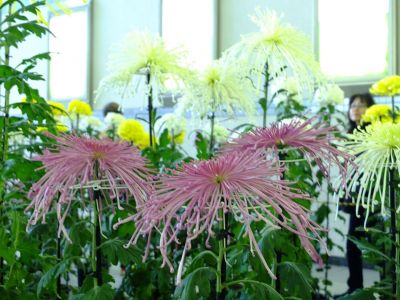 都筑菊花展（センター南駅1階）
