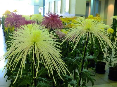 都筑菊花展（センター南駅1階）
