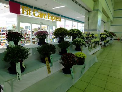 都筑菊花展（センター南駅1階）
