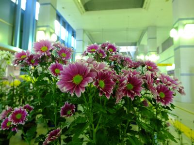 都筑菊花展（センター南駅1階）
