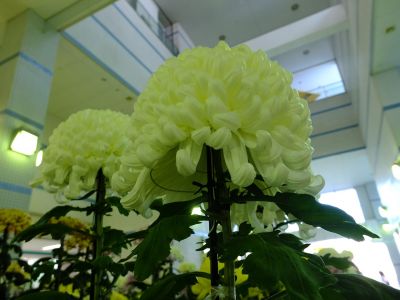 都筑菊花展（センター南駅1階）
