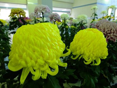 都筑菊花展（センター南駅1階）
