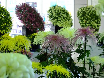 都筑菊花展（センター南駅1階）
