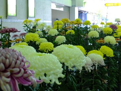 都筑菊花展（センター南駅1階）
