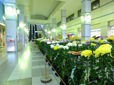 都筑菊花展（センター南駅1階）

