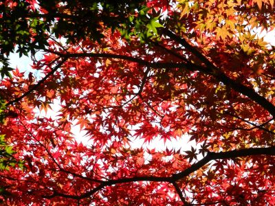 杉山神社（茅ヶ崎）
