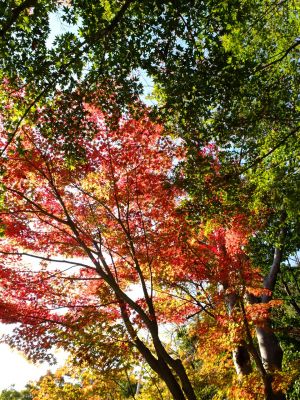 杉山神社（茅ヶ崎）
