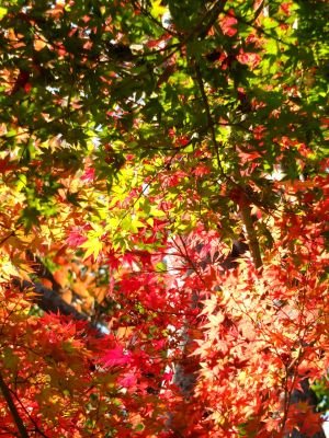 杉山神社（茅ヶ崎）
