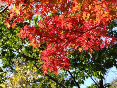 杉山神社（茅ヶ崎）

