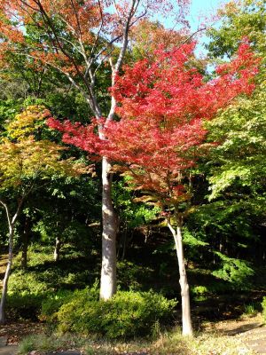 杉山神社（茅ヶ崎）
