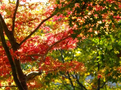 杉山神社（茅ヶ崎）
