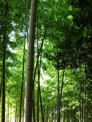 折田不動公園（竹林）
