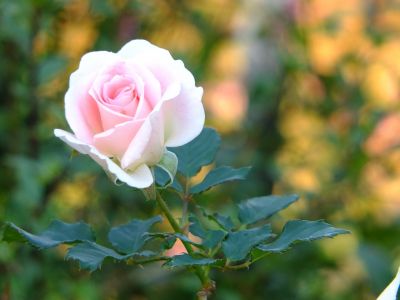 都筑中央公園（ローザ・つづきく）
