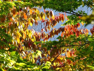 昭和大学北部病院周辺
