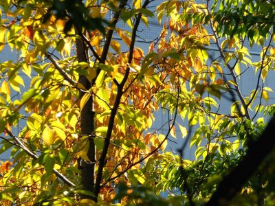 昭和大学北部病院周辺
