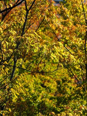 昭和大学北部病院周辺
