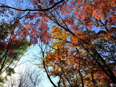 せきれいの道（仲町台）
