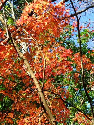 せきれいの道（仲町台）
