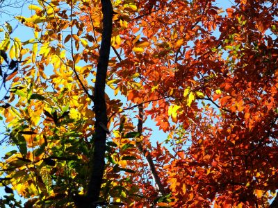 せきれいの道（仲町台）
