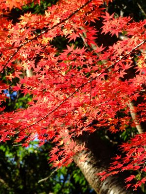 ささぶねの道（大原みねみち公園）
